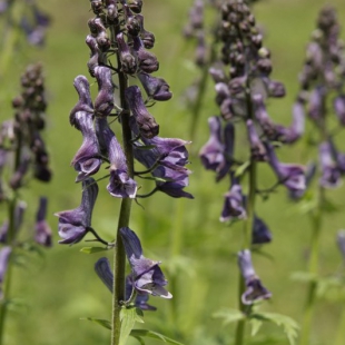 Aconitum leucostomum